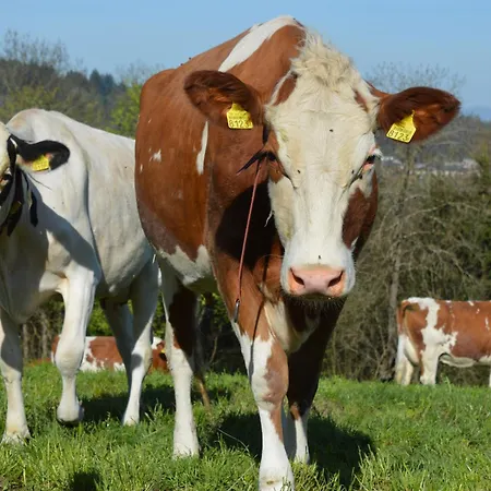 Oda ve Kahvaltı Bauernhof Baettwil