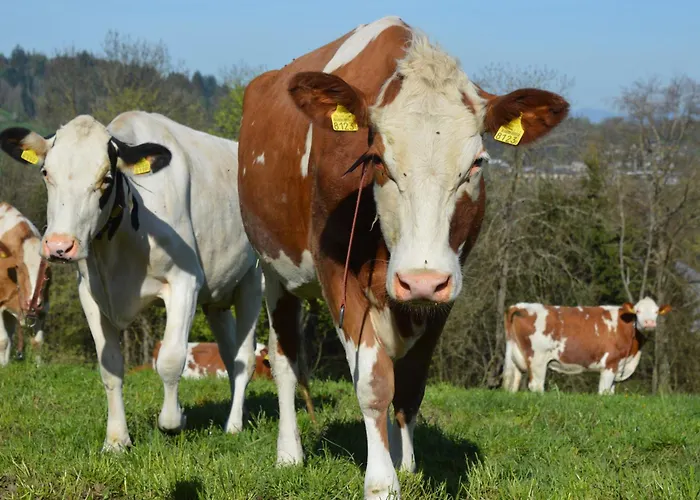 Bed & Breakfast Bauernhof Baettwil